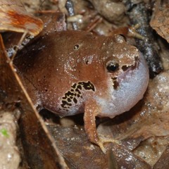 Microhyla malang (Malang Narrow-mouthed Toad)