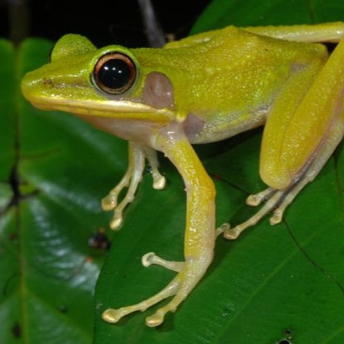Hylarana raniceps (Jade-backed Stream Frog)