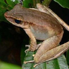 Meristogenys orphnocnemis (Northern Torrent Frog)