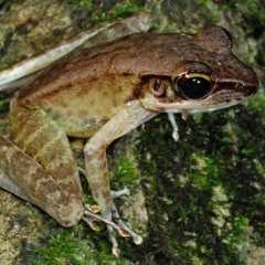 Meristogenys poecilus (Speckle-legged Torrent Frog)
