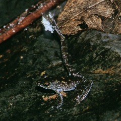 Staurois parvus (White-spotted Foot-flagging Frog)