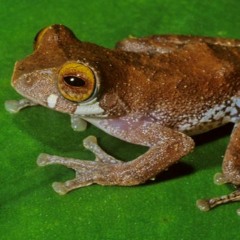 Rhacophorus belalongensis (Bealong Tree Frog)