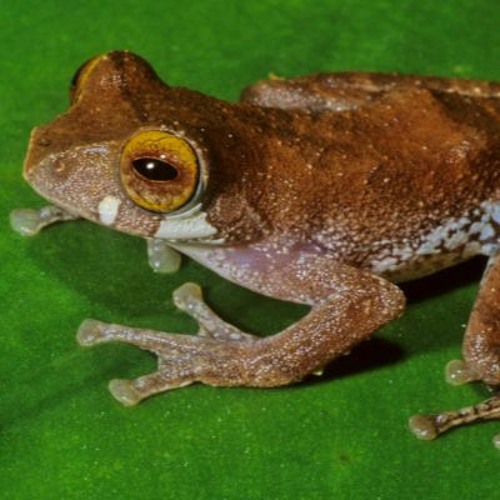 Rhacophorus belalongensis (Bealong Tree Frog)