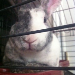 DAYDREAMER - J. Edward Nava