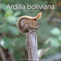 Ardilla Boliviana (Sciurus Ignitus)