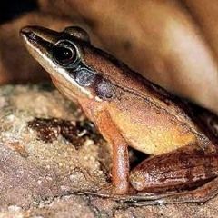 Hylarana nicobariensis (Cricket Frog)