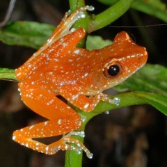Nyctixalus pictus (Cinnamon Tree Frog)