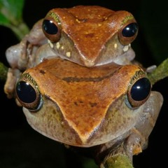 Rhacophorus harrissoni (Brown Tree Frog)