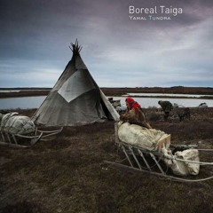 Yamal Tundra