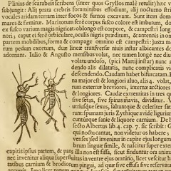 Claudio Panariello - "Piccolo inventario degli insetti"