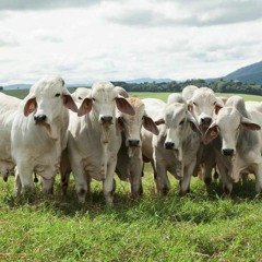 Ganadero en Machareti afirma muerte del ganado es a causa del mal manejo de los pequeños productores