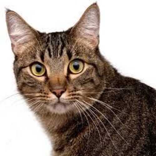 Stream Parole De Chat Ouvre Moi La Porte Toi Qui As La Cle Akin Ice Remix By Akin Ice Listen Online For Free On Soundcloud