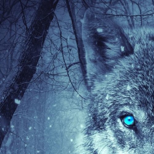 Reflex Condition - Wolf Hunt