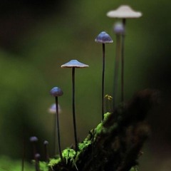 claiming the shadows