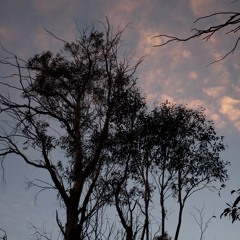 Corin Forest - Part 3 - Late Evening - 20th of August 2017