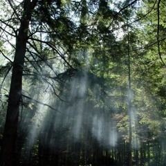 A FoRçA DA FloRestA