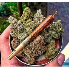 all day Ft Khochela Gold