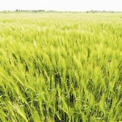 Composition experiment 1