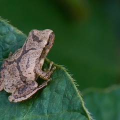 Beast Calls: Pseudacris Crucifer Crucifer