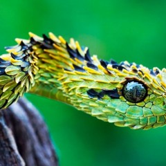 Drimes A.k.a Niño Serpiente