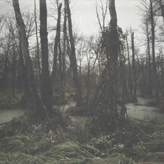 Swamp Forest Song