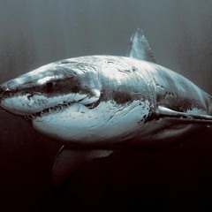 Shark in the ice water 냉탕의 상어