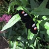 Butterfly Effect Mp3