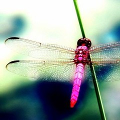 Mindfulness while driving
