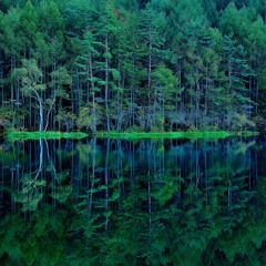 The forest where you disappeared