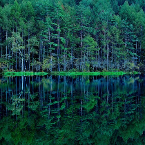 The forest where you disappeared