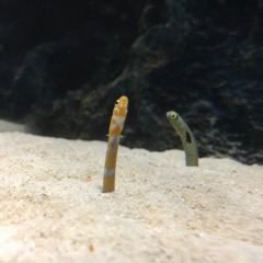 一緒にいようよ