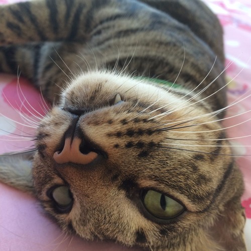 Nils lofgren,,, keinth Don't go