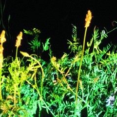 The Root Connection