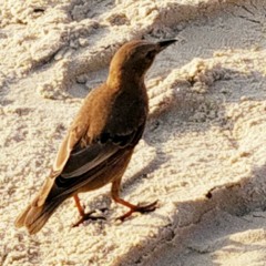 Looking Away H.P.c.c.