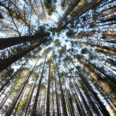 Another Floating Satellite Live looping