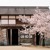 Artwork for the last cherry blossom