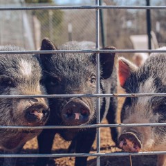 Episode 38 - Pizza in a Teacup