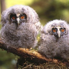 waldohreulen kurz vor riga _ laika jona & samtbody