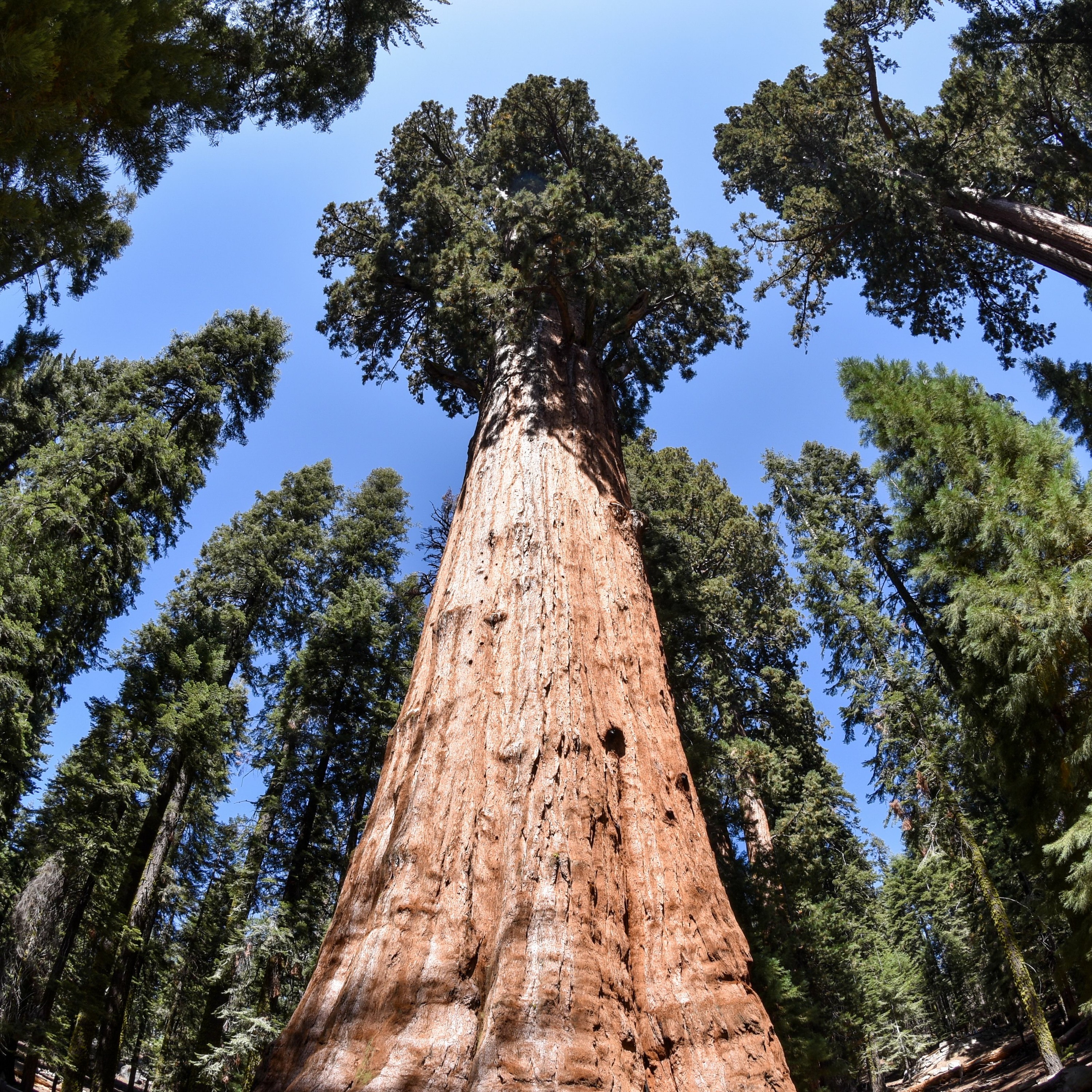 Sequoia episode artwork