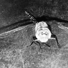 UNDISORDERED - Dragonfly