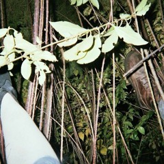 to the forest - NACHOCHEESE featuring Sonia Czrnchwsk