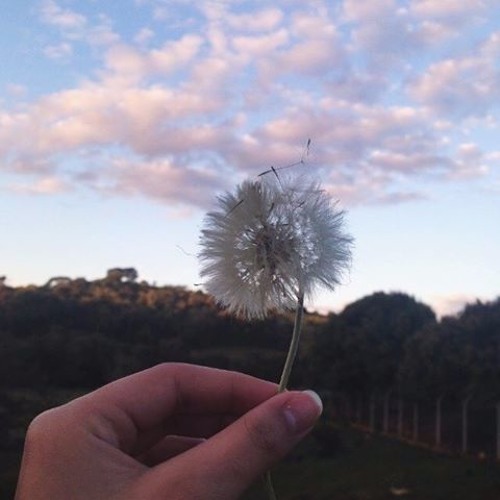 Negão do Zap w/ h v s n