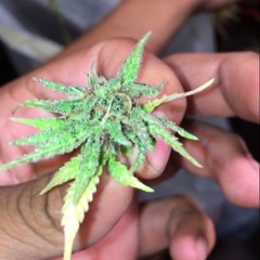 "Commas" ZayZay $  LuteBAndz $ Credo (Prod. Credo)