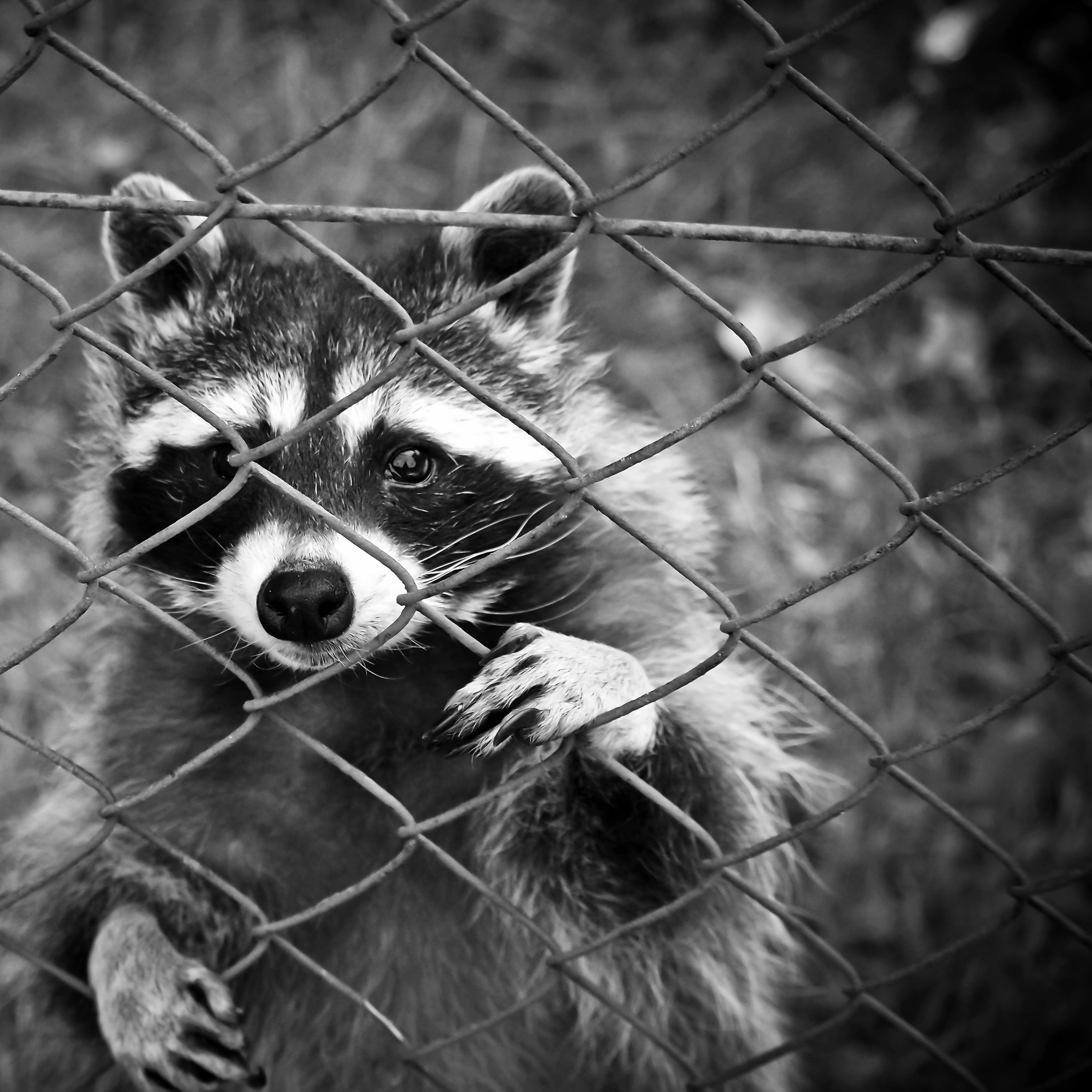 Episode 44—Griftopia