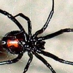 Lu Rusciu Te Lu Mare (Monodark  UNCLE C.B. RMX)