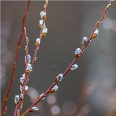 Spring in Lekshmozero