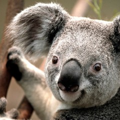 sunday morning - maroon 5 cover