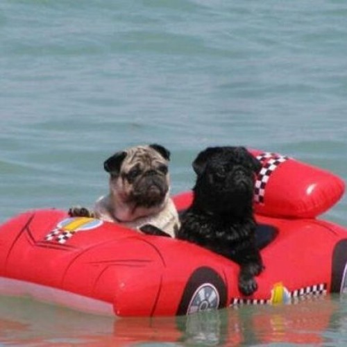 01 DIVE IN ISLAND INTRO (ROUGH)