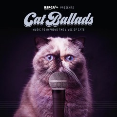Meow Meow