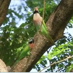 Parakeet on a Tree